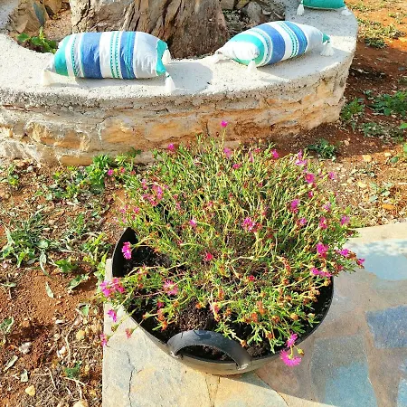 Eva House Dryos Paros